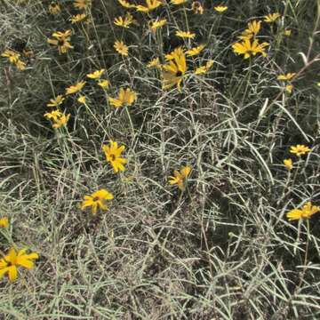 Image of swamp sunflower