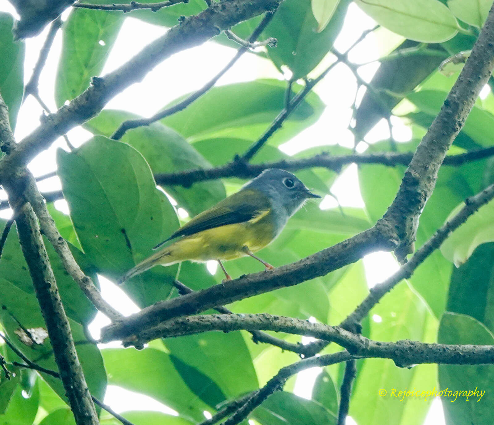 Image of Canary-flycatcher