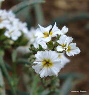 Image of Euploca mendocina (Phil.) Diane & Hilger