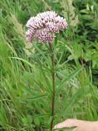 Sivun Eupatorium lindleyanum DC. kuva