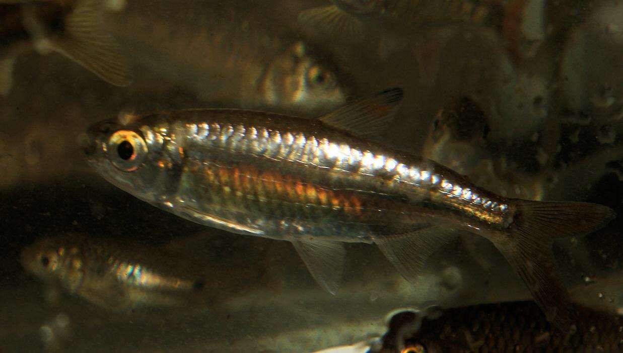 Image of Sharptooth tetra