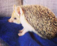 Image of Steppe Hedgehogs