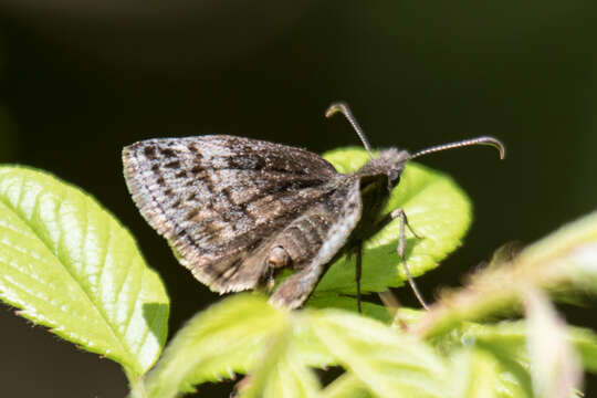 Imagem de Erynnis icelus Scudder & Burgess 1870