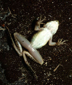 Image of Odorrana huanggangensis Chen, Zhou & Zheng 2010