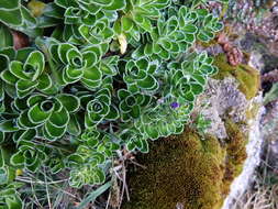 Image of Veronica benthamii Hook. fil.