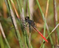 Image of Eastern Pygmyfly