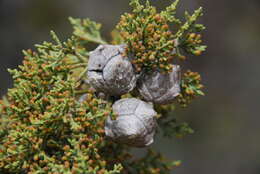 Cupressus arizonica var. nevadensis (Abrams) Little resmi