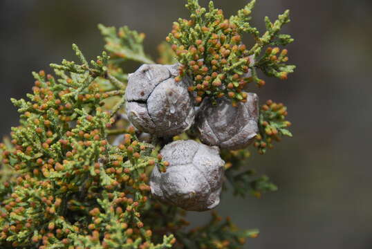 Image of Paiute cypress