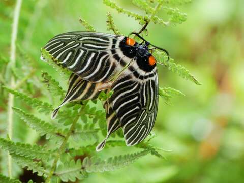 Image of Elcysma ziroensis