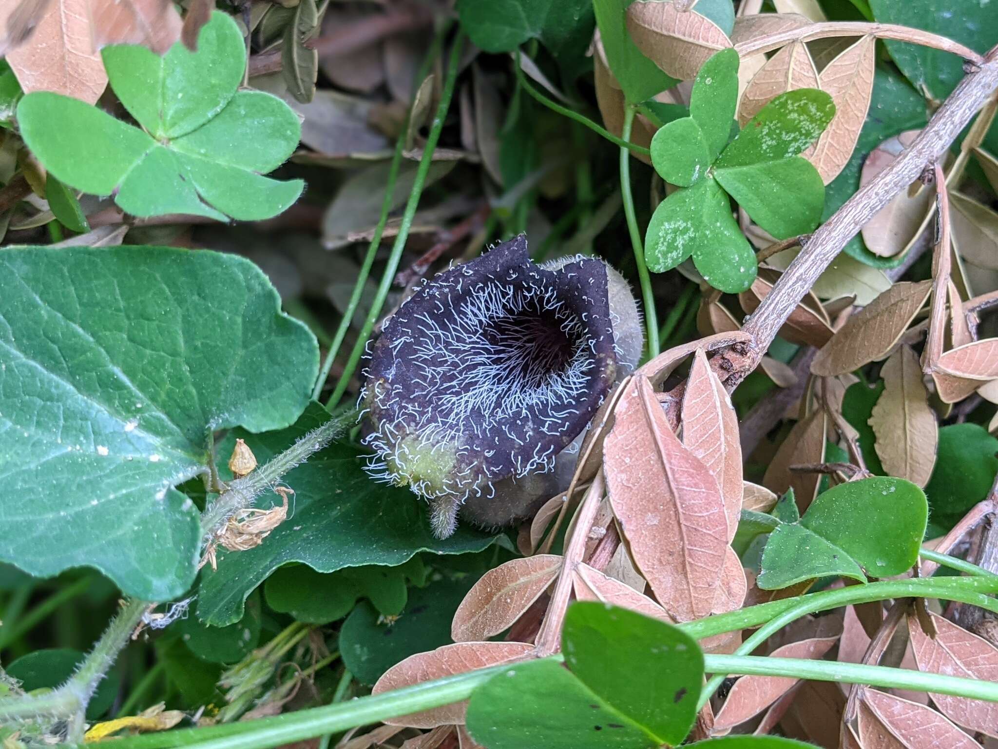 Image of Aristolochia cretica Lam.