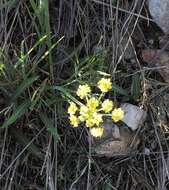 Image of leafy wildparsley