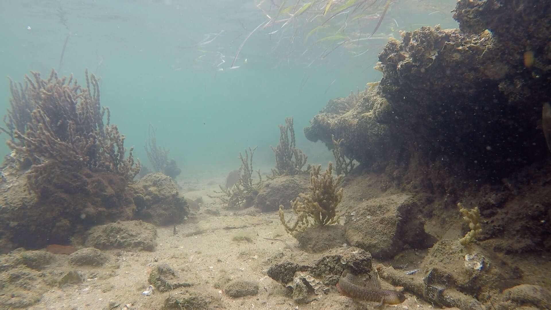 Image of Crested oystergoby