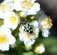 Image of Ornate Checkered Beetle