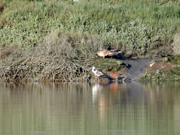 Image of Limosa limosa islandica Brehm & CL 1831