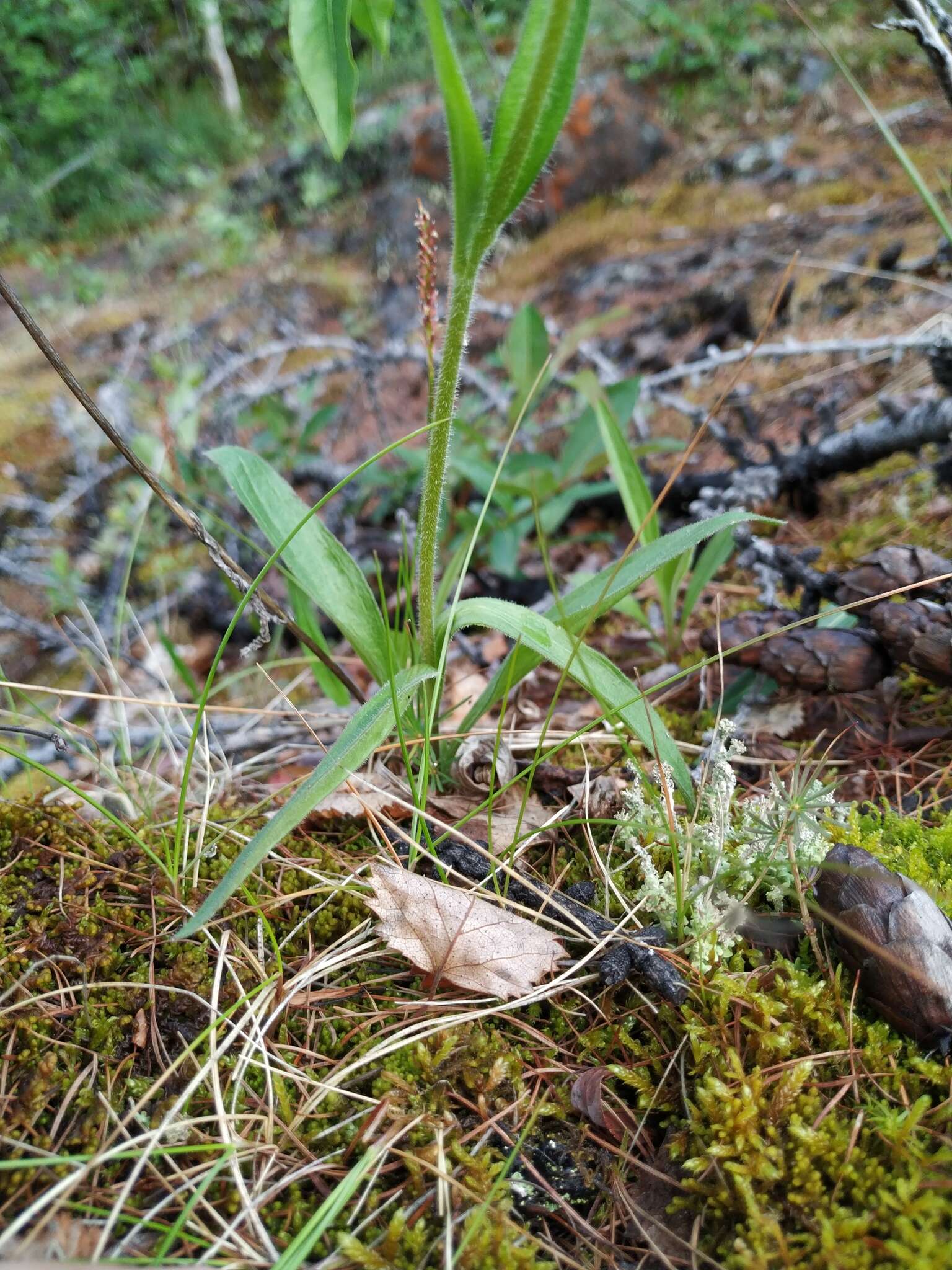 Image de Arnica angustifolia subsp. iljinii (Maguire) I. K. Ferguson