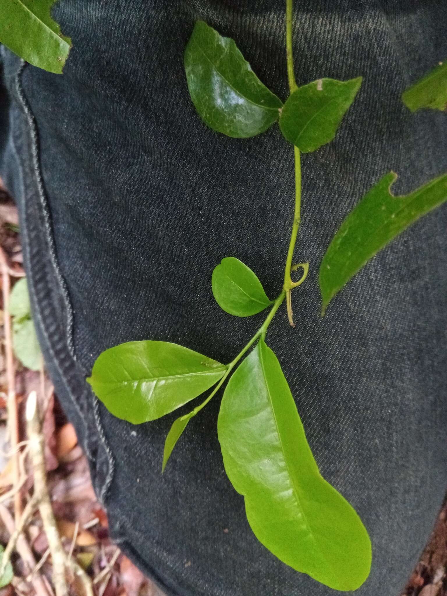 Image of Artabotrys madagascariensis Miq.