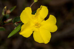 Hibbertia cunninghamii Ait. ex Hook. resmi