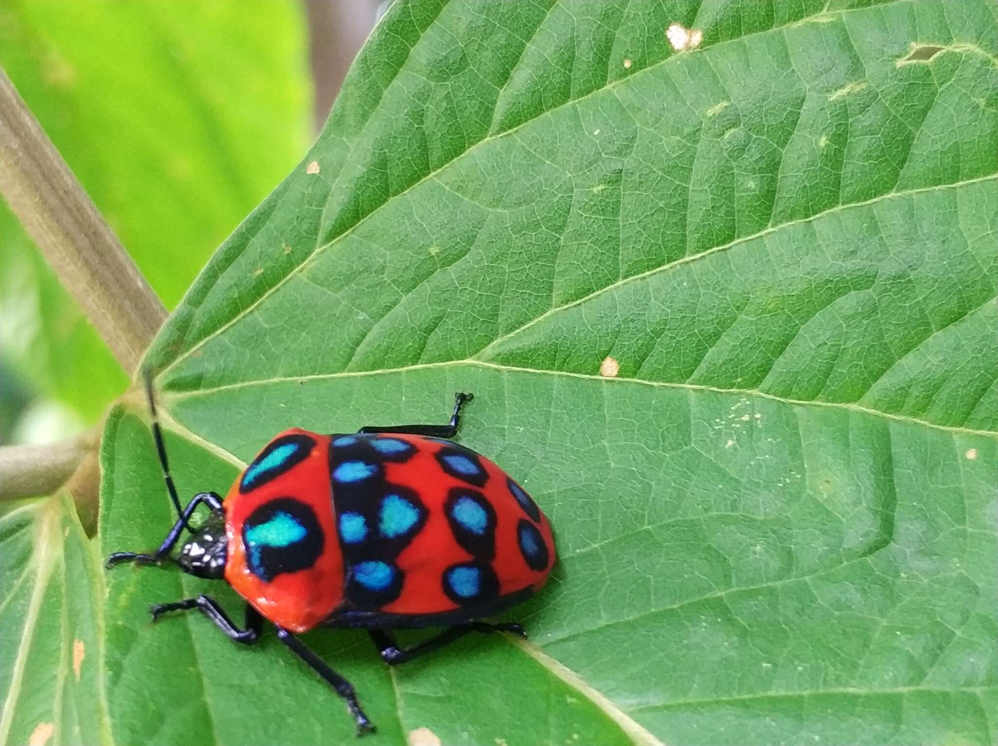 Слика од <i>Poecilocoris druraei</i>