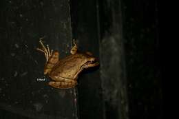 Image of Himalayan Tree Frog