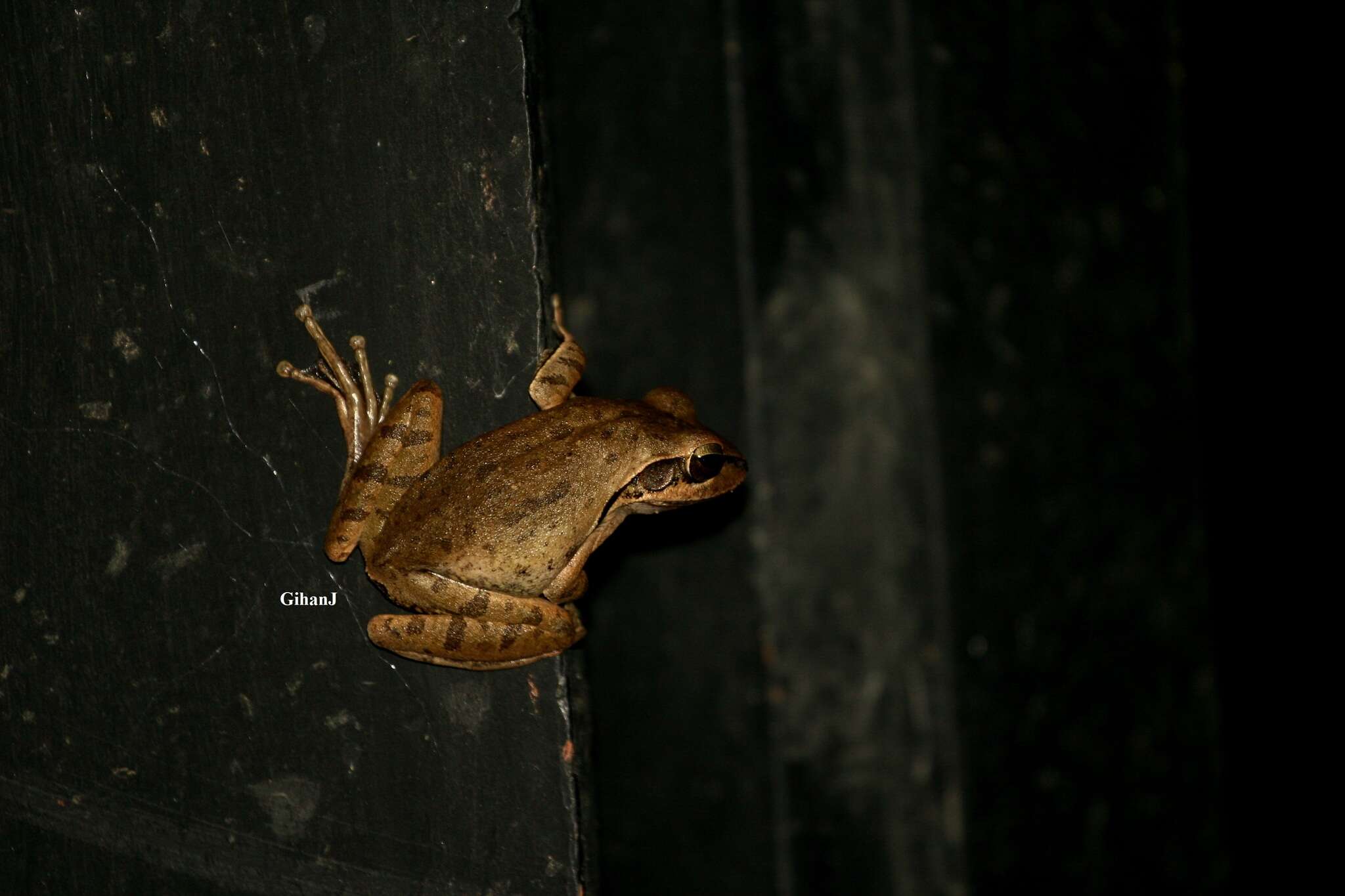 Image of Himalayan Tree Frog