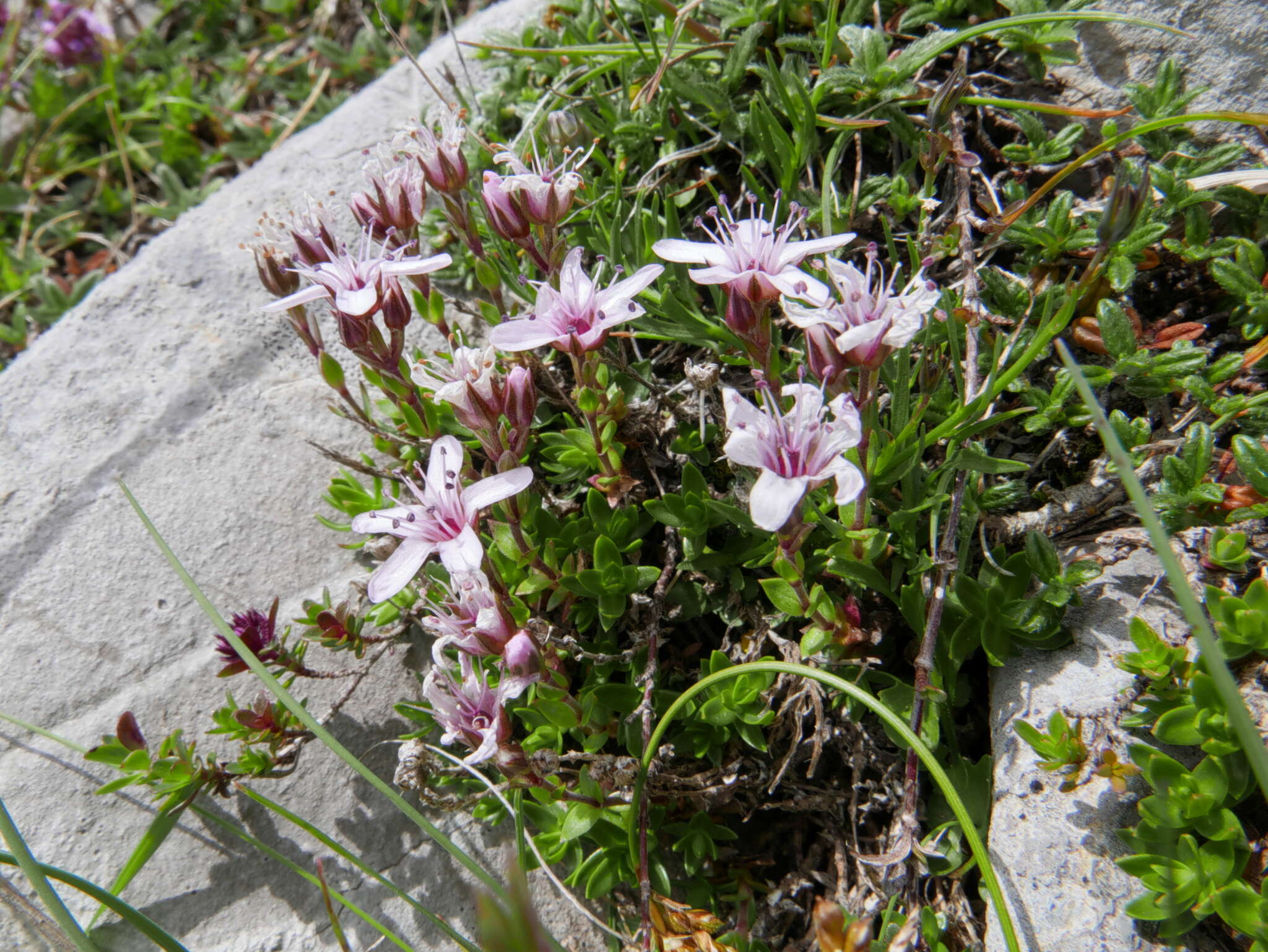 Image de Arenaria purpurascens Ramond ex DC.