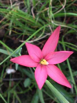 Image of Hesperantha pubinervia Hilliard & B. L. Burtt