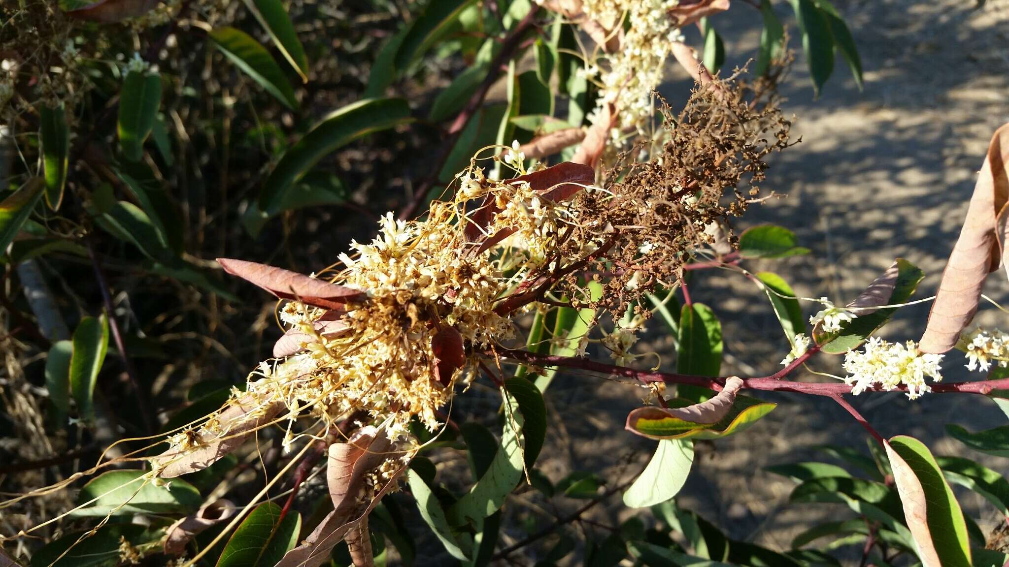 Image of Cuscuta ceanothii Behr