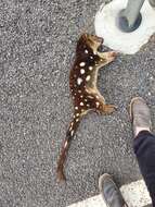 Image of quoll