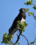 Image of Black-chested Snake Eagle