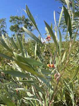 Image of Grevillea refracta R. Br.