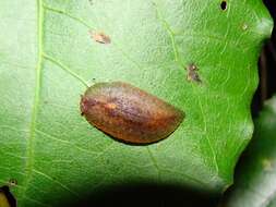 Image of Leaf-veined slug