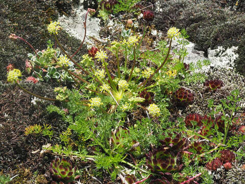 Image of Chamaesciadium