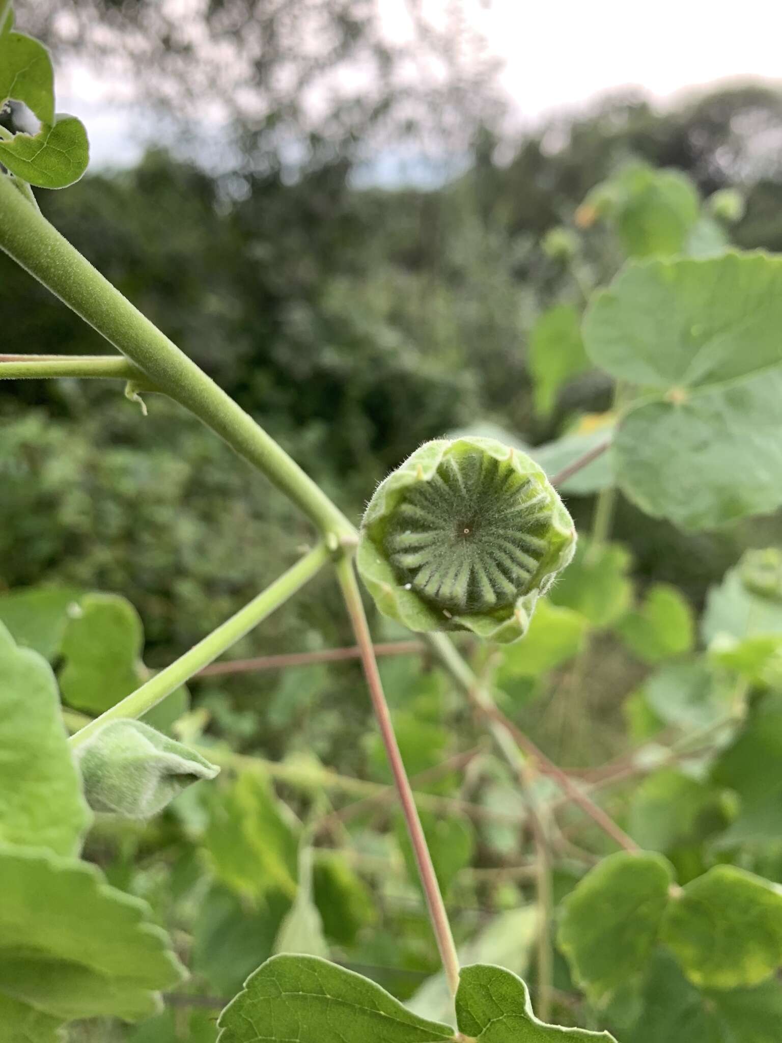 Image of Abutilon grandiflorum G. Don