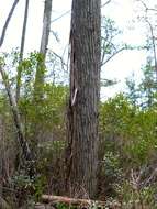 Image of Atlantic White Cedar