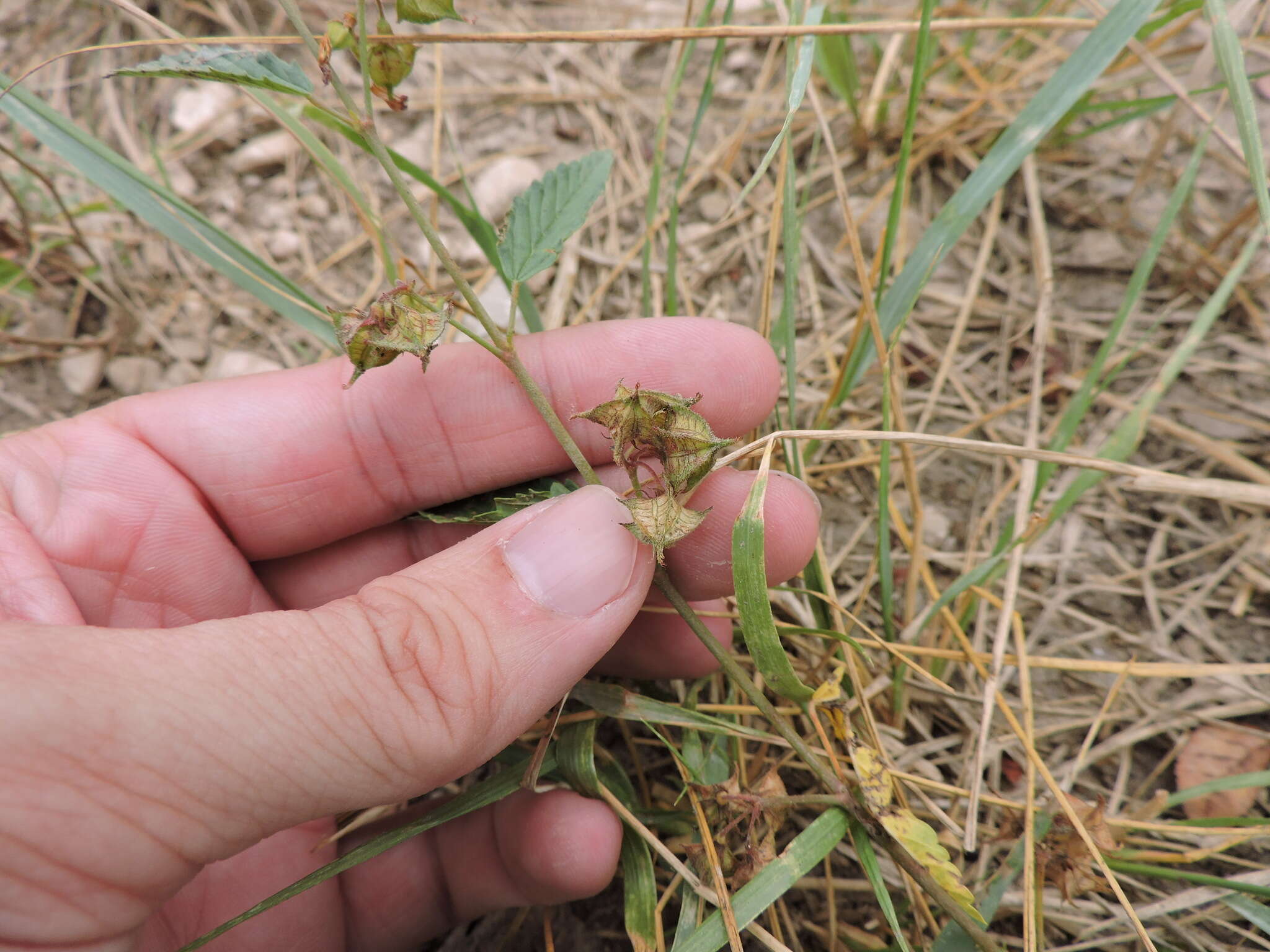 Plancia ëd Melochia pyramidata L.