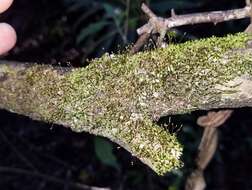 Image of anacamptodon moss