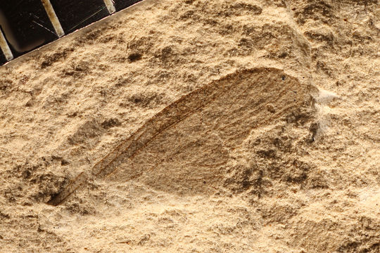 Image of <i>Protembia permiana</i> Tillyard