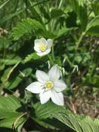 Image of Ornithogalum orthophyllum subsp. kochii (Parl.) Zahar.