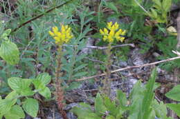 Image of Petrosedum montanum (Song. & Perr.) V. Grulich