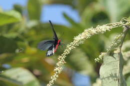 Image of Atrophaneura zaleucus (Hewitson 1865)