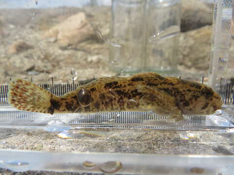 Image of Mottled Sculpin