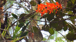 Image of Prosthechea vitellina (Lindl.) W. E. Higgins