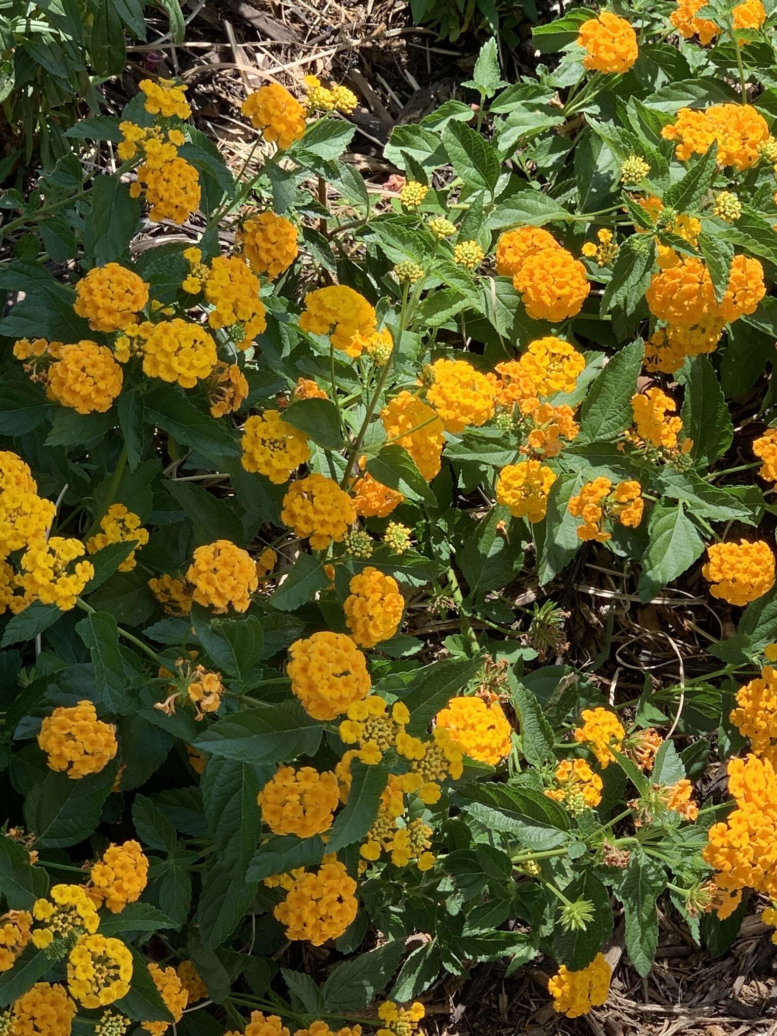 Image of Lantana polyacantha Schauer