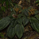 Sivun Salpinga margaritacea (Naud.) Triana kuva