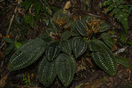 Sivun Salpinga margaritacea (Naud.) Triana kuva