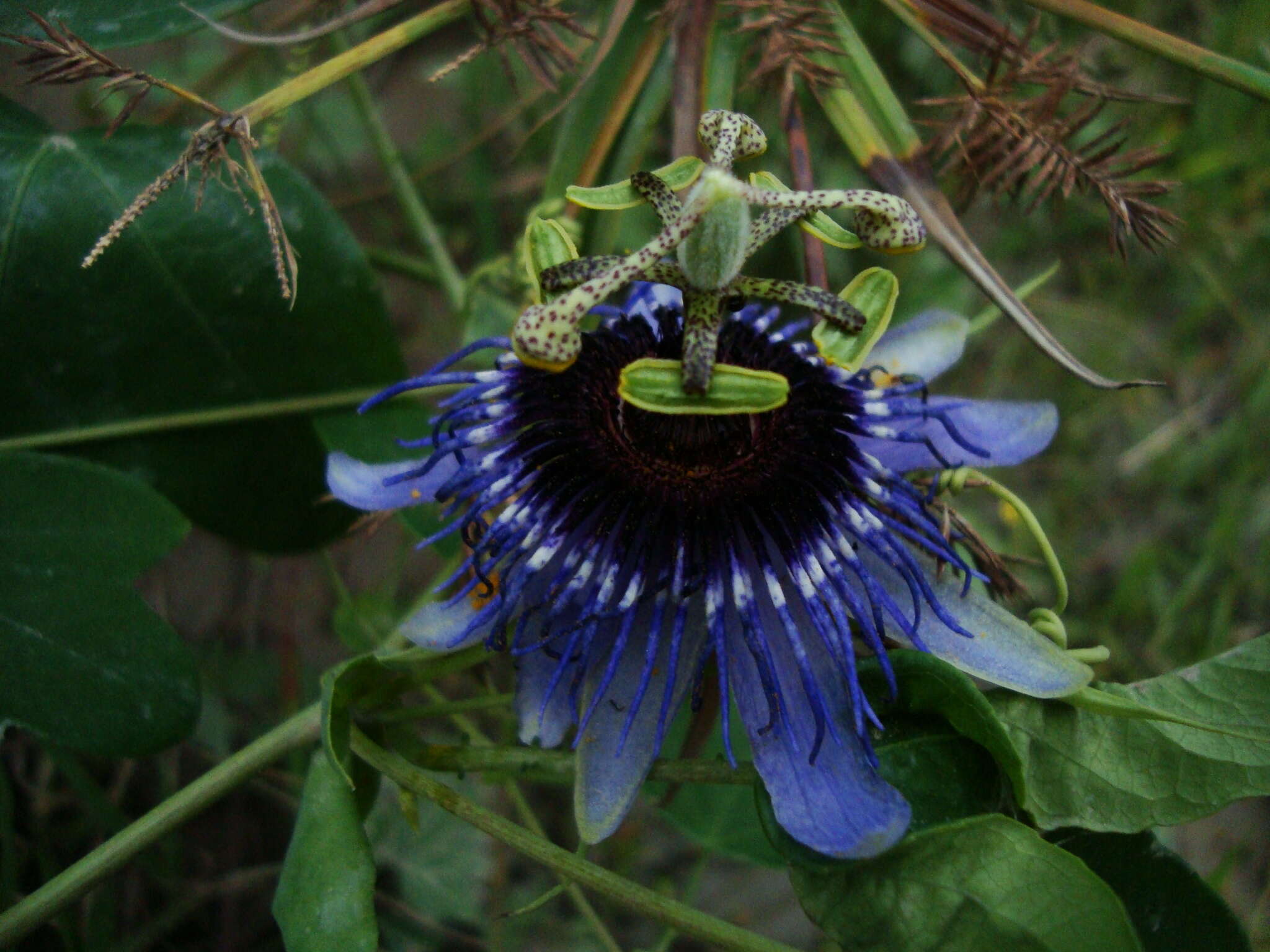 Image de Passiflora amethystina Mikan