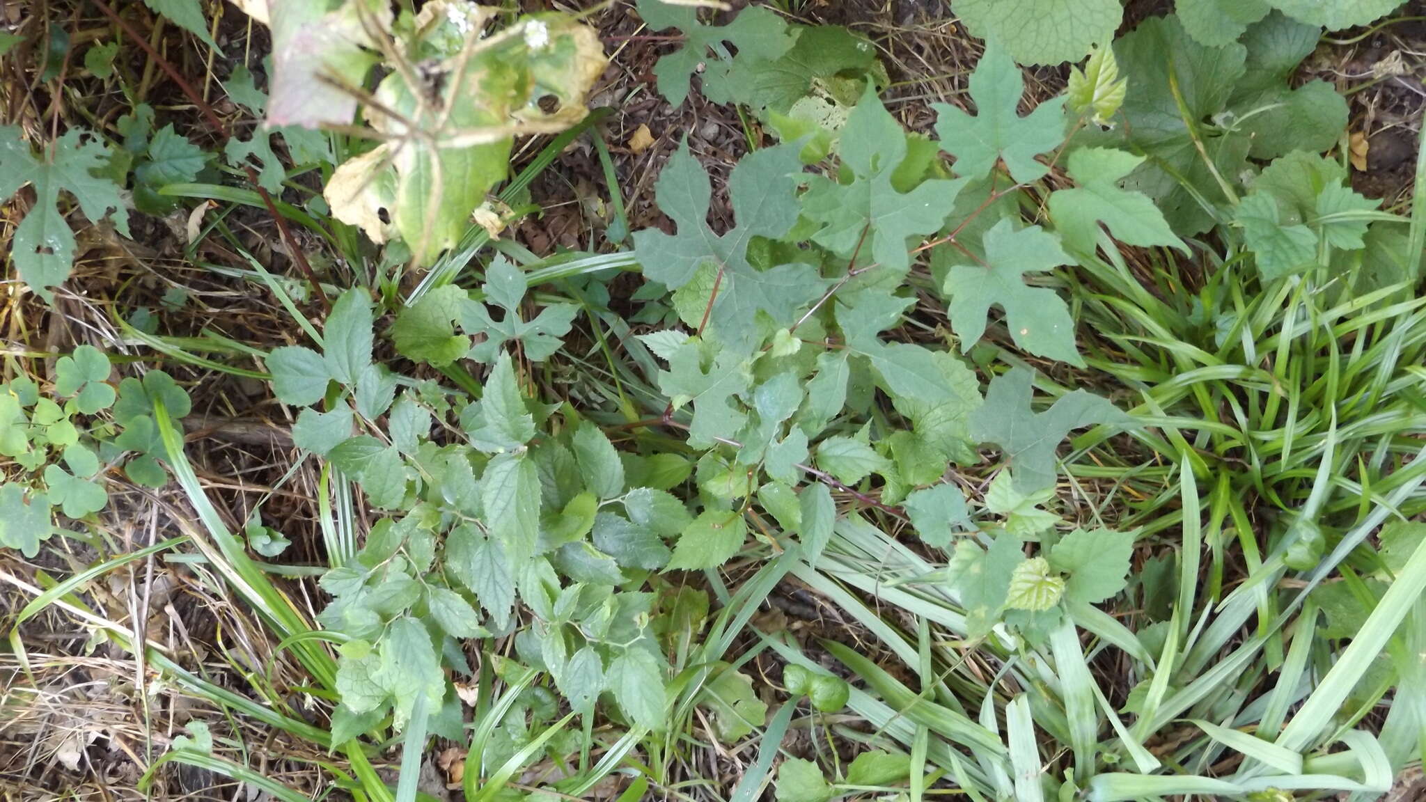 Sivun Ampelopsis heterophylla var. vestita Rehd. kuva