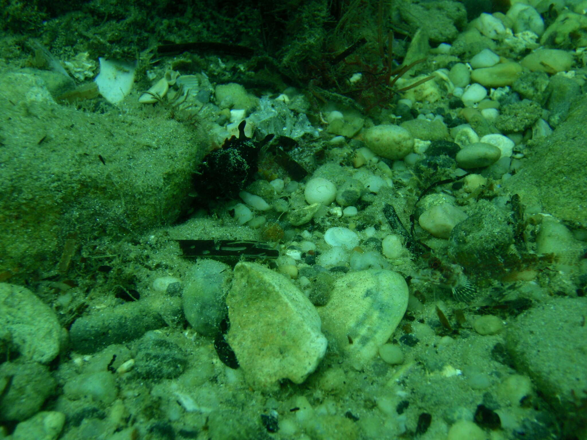 Image of Dendrodoris arborescens (Collingwood 1881)