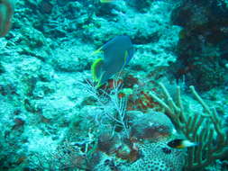 Image of Angelfish