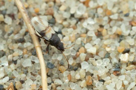 صورة Macropternella bicolor (Scott & J. 1872)